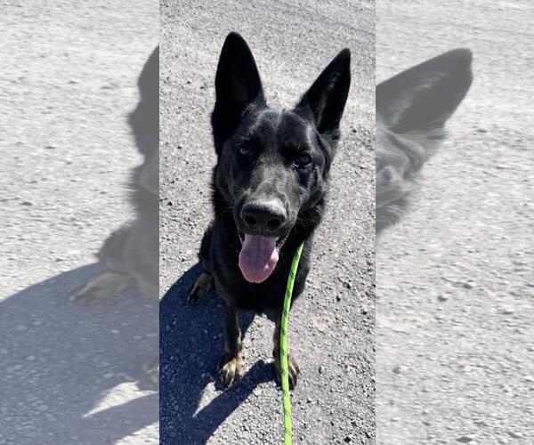 Medium Photo #1 German Shepherd Dog-Unknown Mix Puppy For Sale in Incline Village, NV, USA