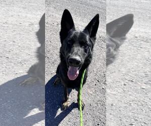 German Shepherd Dog-Unknown Mix Dogs for adoption in Incline Village, NV, USA
