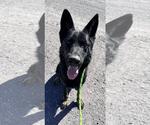 Small German Shepherd Dog Mix