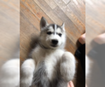 Small Photo #13 Siberian Husky Puppy For Sale in JOPLIN, MO, USA