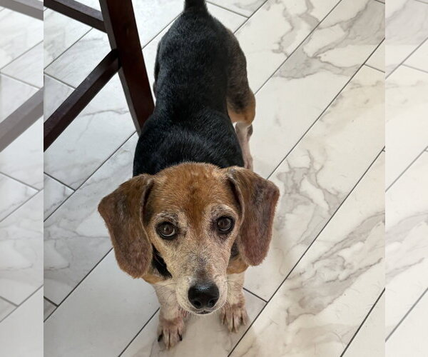Medium Photo #2 Beagle Puppy For Sale in Tampa, FL, USA