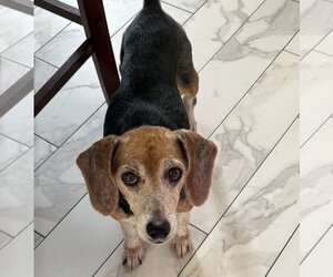 Ruby Red - Female Beagle Dog for Adoption - Photo #2