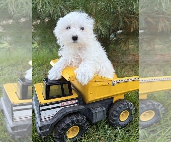 Medium Photo #1 Maltese Puppy For Sale in MIDDLEBURY, IN, USA