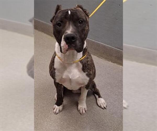 Medium Photo #1 Mutt Puppy For Sale in Las Vegas, NV, USA