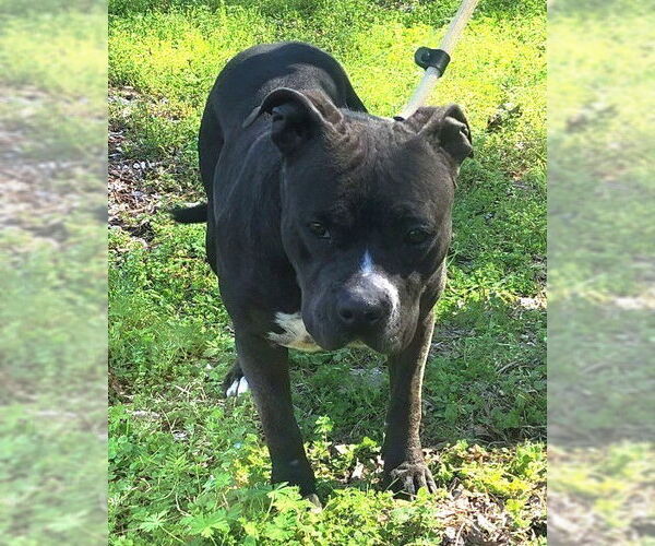 Medium Photo #5 Bulldog Puppy For Sale in Wetumpka, AL, USA