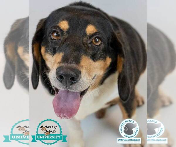 Medium Photo #1 Bagle Hound Puppy For Sale in Kennesaw, GA, USA