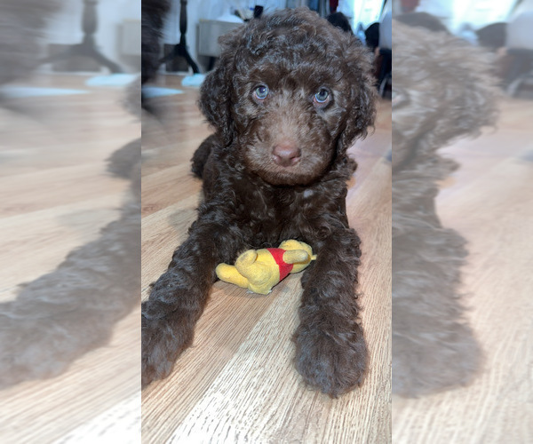 Medium Photo #2 Aussiedoodle Puppy For Sale in LA CRESCENT, MN, USA