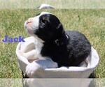 Puppy Jack Australian Shepherd