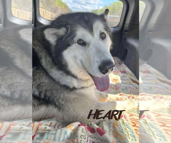 Medium Photo #5 Alaskan Malamute Puppy For Sale in Severn, MD, USA