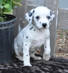 Dalmatian Puppy for sale in ATWOOD, IL, USA