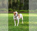 Small #8 Mutt