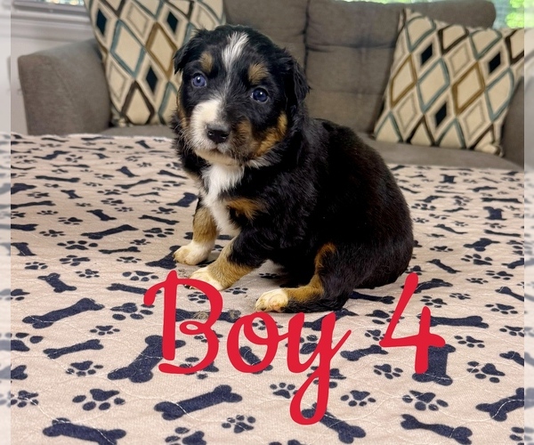 Medium Photo #38 Australian Shepherd Puppy For Sale in SALISBURY, NC, USA