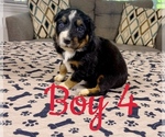 Small Photo #38 Australian Shepherd Puppy For Sale in SALISBURY, NC, USA