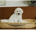 Puppy Verna English Cream Golden Retriever