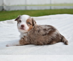 Small #6 Miniature Australian Shepherd