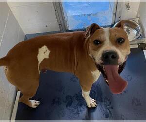 Boxer-Unknown Mix Dogs for adoption in Gainesville, FL, USA