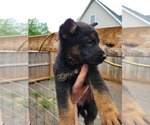 Small Photo #5 German Shepherd Dog Puppy For Sale in LYNCH STATION, VA, USA