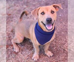 Dachshund-Labrador Retriever Mix Dogs for adoption in San Antonio, TX, USA