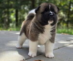 Puppy Scout Akita