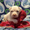 Small Photo #235 Dogo Argentino Puppy For Sale in JANE, MO, USA