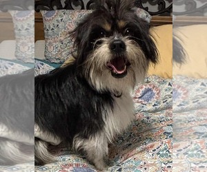 Shih Tzu-Unknown Mix Dogs for adoption in Rustburg, VA, USA