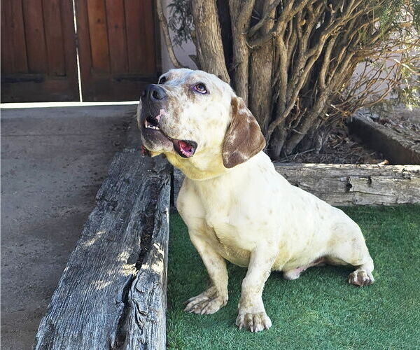 Medium Photo #5 Basset Hound Puppy For Sale in Albuquerque, NM, USA