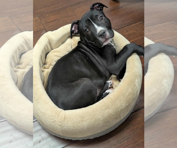 Medium Photo #3 Mutt Puppy For Sale in Holly Springs, NC, USA