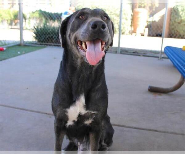 Medium Photo #1 Labrador Retriever-Unknown Mix Puppy For Sale in Chula Vista, CA, USA
