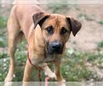 Small #2 German Shepherd Dog Mix