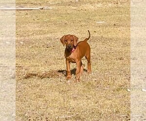 Rhodesian Ridgeback Puppy for sale in CHILOQUIN, OR, USA