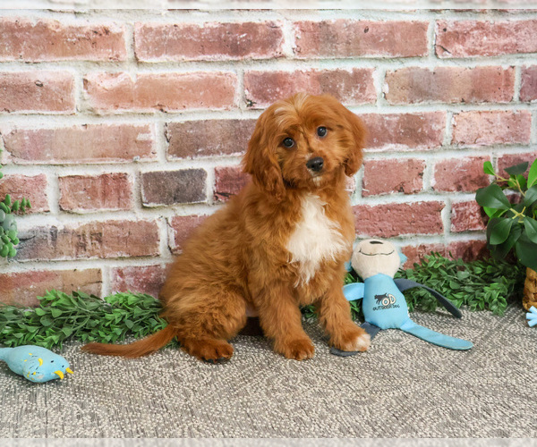 Medium Photo #6 Cavapoo (Miniature) Puppy For Sale in SYRACUSE, IN, USA