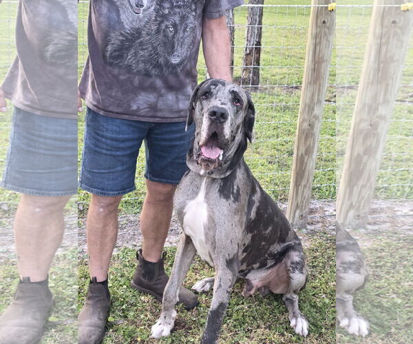 Medium Photo #1 Great Dane Puppy For Sale in Palm Beach, FL, USA