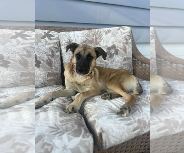 Medium Photo #2 Mutt Puppy For Sale in Coldwater, MI, USA