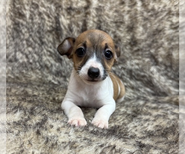 Medium Photo #3 Rat Terrier Puppy For Sale in WHITAKERS, NC, USA