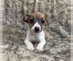 Small #2 Rat Terrier