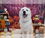Small #11 Great Pyrenees