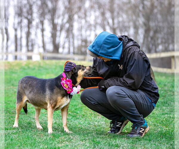 Medium Photo #8 Mutt Puppy For Sale in Unionville, PA, USA