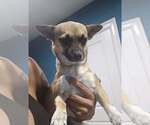 Small Chihuahua Mix