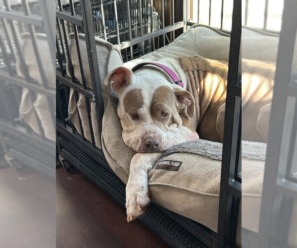 Medium Photo #3 Mutt Puppy For Sale in San Diego , CA, USA