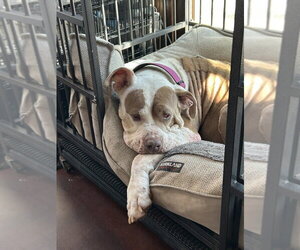 Princess - Female Mastiff Dog for Adoption - Photo #3