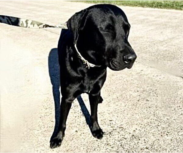 Medium Photo #1 Labrador Retriever Puppy For Sale in Houston, TX, USA