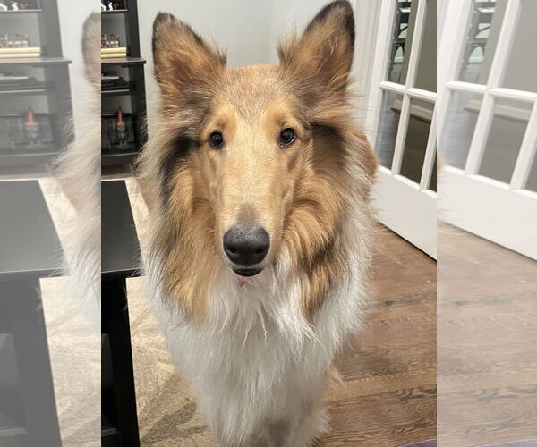 Medium Photo #3 Collie Puppy For Sale in Chantilly, VA, USA