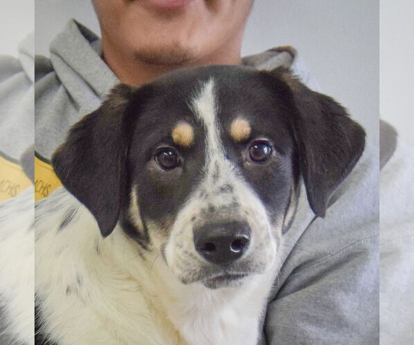 Medium Photo #6 Labrenees Puppy For Sale in Huntley, IL, USA