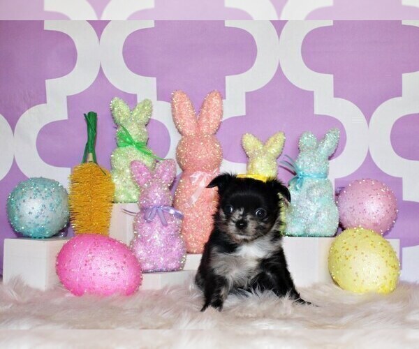 Medium Photo #20 Chihuahua Puppy For Sale in CHARLESTON, AR, USA