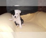 Small Photo #31 Border Collie Puppy For Sale in AIKEN, SC, USA