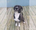 Small #13 Labrador Retriever Mix