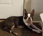 Small Photo #1 Boston Terrier Puppy For Sale in AIKEN, SC, USA