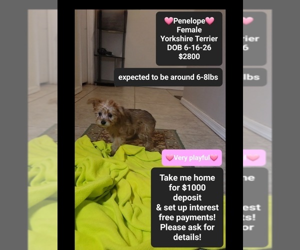 Medium Photo #1 Yorkshire Terrier Puppy For Sale in TUCSON, AZ, USA