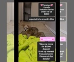 Image preview for Ad Listing. Nickname: Penelope