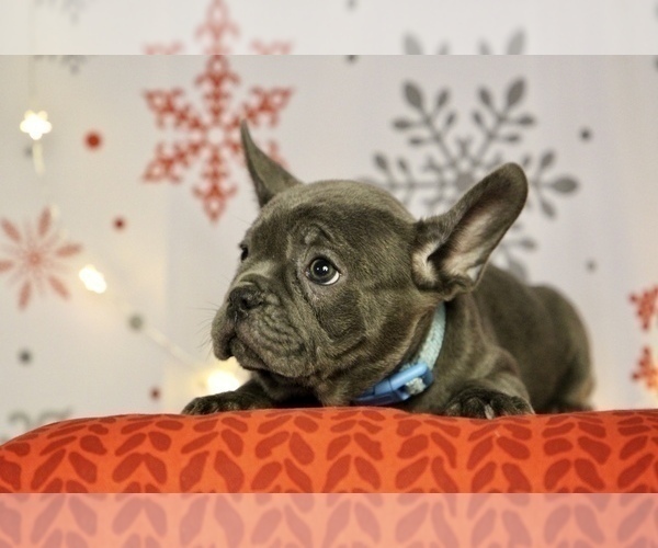 Medium Photo #3 French Bulldog Puppy For Sale in ERIAL, NJ, USA